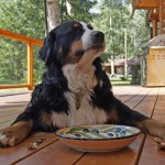 bernese-mountain-dog-208092_640