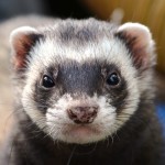 ferret-361580_640