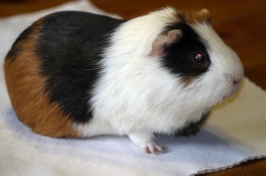 guinea-pig-237034_640