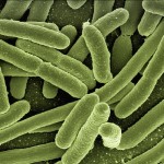 koli-bacteria-123081_640