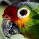 parrot-55293_640