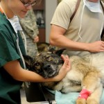 veterinary-85925_640